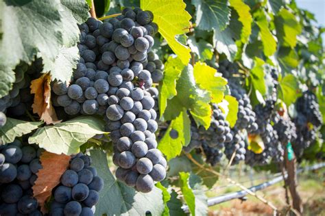 Free stock photo of #winery #grapes #harvest #temeculawinecountry