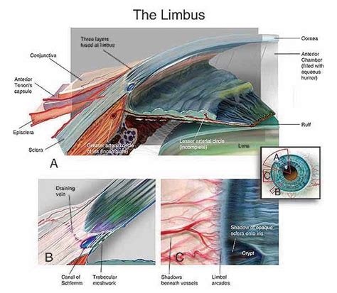 عینک eyewear - Limbus and Limbal Ring | Eye anatomy, Anatomy, Eyes