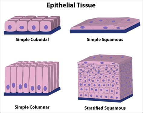 Body Tissues and their Funtions - OUR BODY IN A NUTSHELL