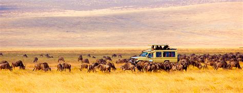 ? Los 5 mejores safaris en África - Exoticca Blog