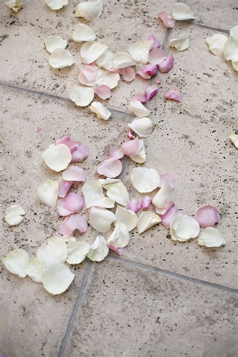 Fresh organic confetti, pink rose petals - Stock Image - F009/2558 - Science Photo Library