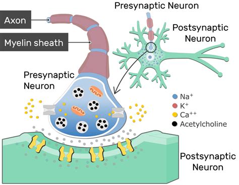 Acetylcholine Neurotransmitter