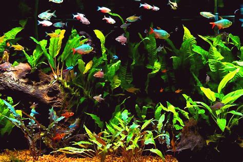 The Characin Family, why Tetras Thrive in Community Aquariums