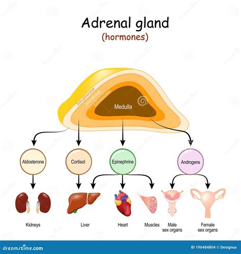 Hormones of Adrenal Glands and Internal Organs-targets for Androgens, Epinephrine, Cortisol, and ...