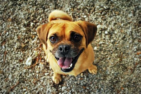 Banco de imagens : cachorro, fofa, animal, retrato, sorridente, Pug, vertebrado, Raça cão, Cão ...