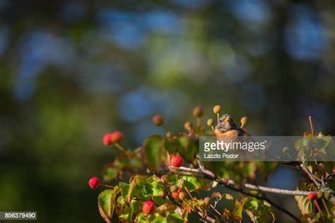 290 Korean Dogwood Tree Stock Photos, High-Res Pictures, and Images - Getty Images