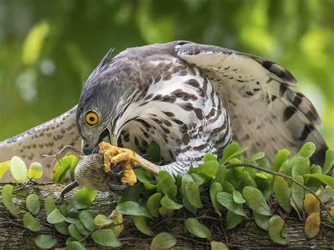 Crested Goshawk having its lunch | Smithsonian Photo Contest | Smithsonian Magazine