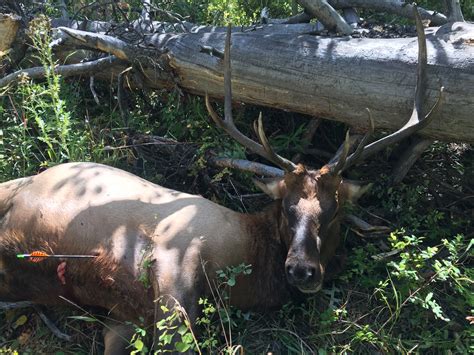 USA: Archery Elk Hunt Colorado | AfricaHunting.com