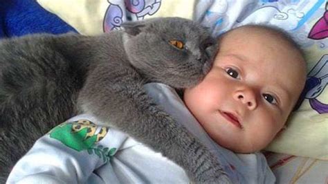 Cats Protecting Babies and Toddlers