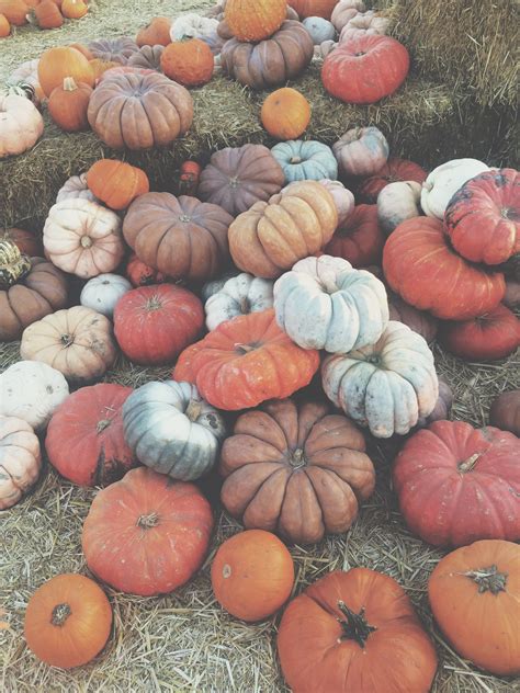 Free Images : food, produce, vegetable, pumpkin, halloween, gourd, vegetables, calabaza, carving ...