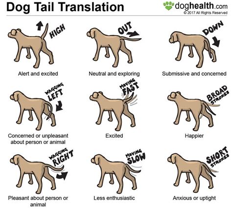 tail waging chart - Asheville Dog Company | Dog Trainer, Dog Training & Boarding