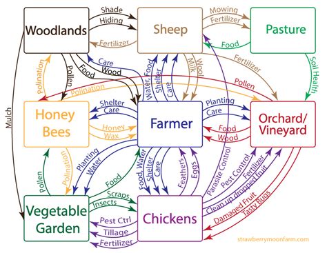 The Flow of Permaculture – Strawberry Moon Farm