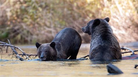 8 Day Haida Gwaii Wildlife Tour in British Columbia, Canada - BookAllSafaris.com