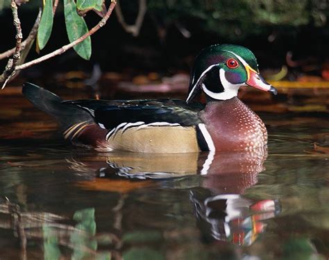 Wood Duck: Wildlife in British Columbia – British Columbia Travel and ...