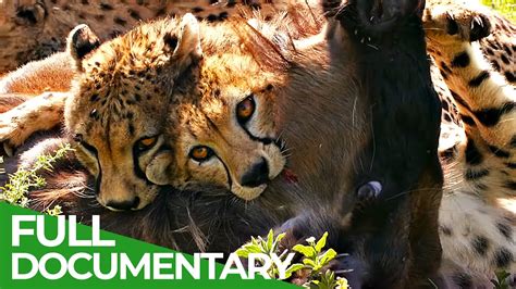 ctm-Big Cats – Fastest Hunters of the Serengeti | Free Documentary Nature – CTM MAGAZINE