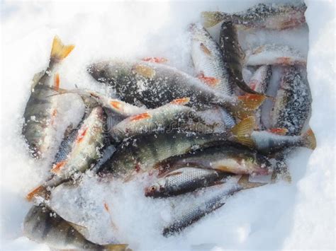 Fish on ice winter fishing stock photo. Image of fishing - 131496404