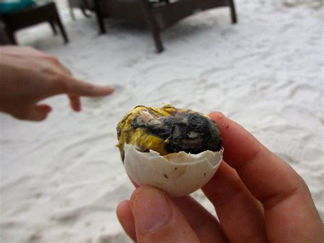 Balut --filipino delicacy. Twas delicious http://en.wikipedia.org/wiki/Balut_(egg) : food