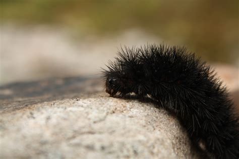 Dollzis: Black And Yellow Hairy Caterpillar Australia