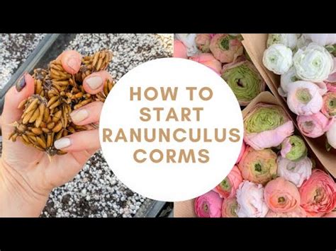 How To Pre- Sprout Ranunculus Corms | Planting Ranunculus | Ranunculus Bulbs | Flower Farming ...