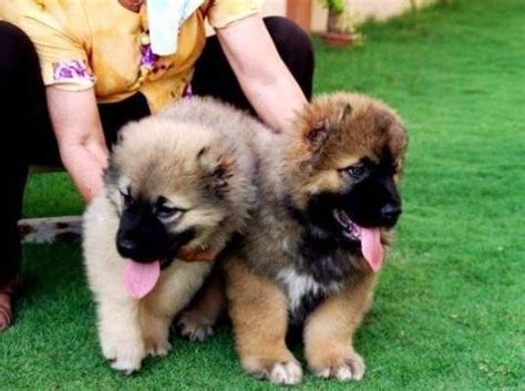 Caucasian Shepherd Puppies For Sale | Los Angeles, CA #117813