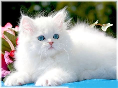 White Persian Kittens | White Persian Cats | Pure White CatsDesigner Persian Kittens For Sale ...