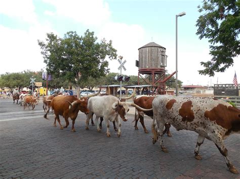 The Longhorn Cattle Drive | Fort Worth Stockyards Twice dail… | Flickr