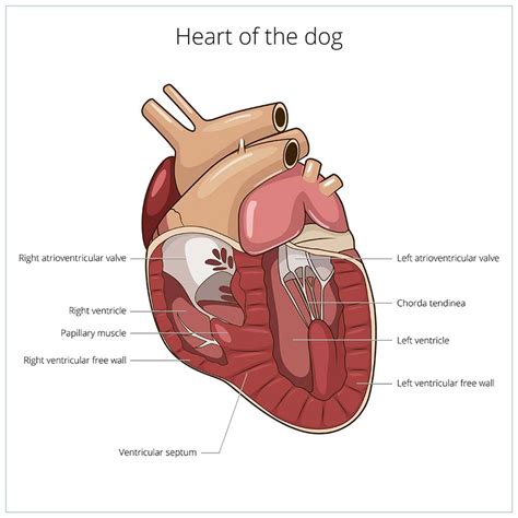 Is A Heart Murmur In A Dog Serious