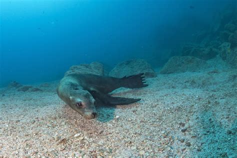 sea lion underwater | RUSHKULT