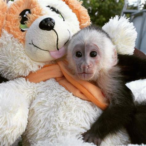 Capuchins Monkey For Sale in Canada (80) | Petzlover