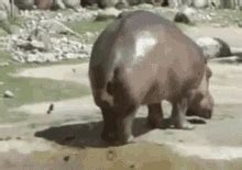 Hippo Poop GIFs | Tenor