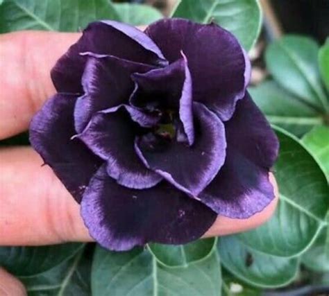 4 Purple Black Desert Rose Seeds Adenium Flowers Flower - Etsy