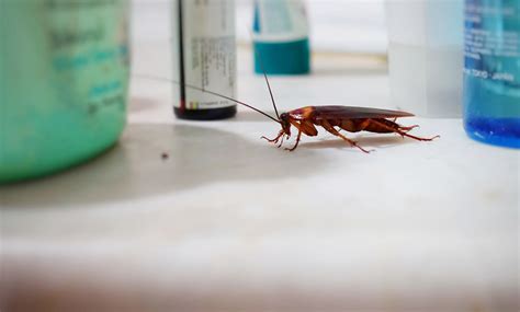 The Best Way to Get Rid of a Cockroach Infestation - Exterminator Peterborough