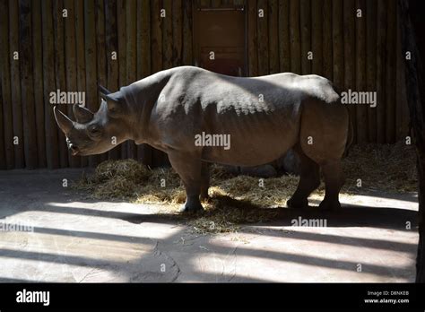 Rhinos in Chester Zoo Stock Photo - Alamy