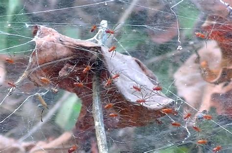 These spiders hunt in packs. Watch how they do it | Science | AAAS