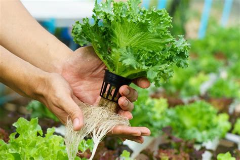 Aeroponics | Definition, Types, System, Advantages & Cost