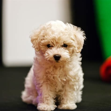 Descubre estos datos curiosos de los French Poodle | by KIERO NOVEDADES ...