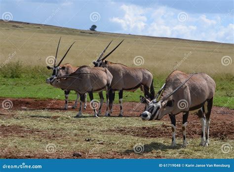 Gemsbuck or Oryx stock photo. Image of deserts, adapted - 61719048