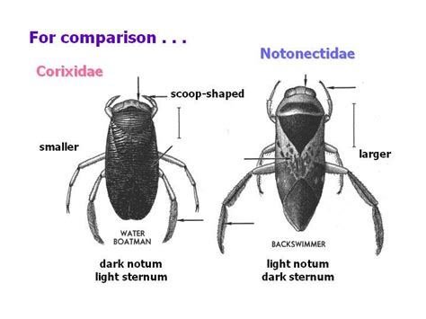 comparison: Corixidae vs Notonectidae | Web design packages, Bugs, Best web