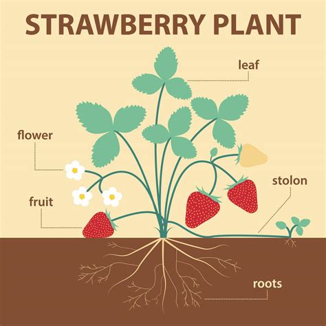 100% safe online checkout Strawberry Supports Rot and Dirt,11.8x3.7 ...