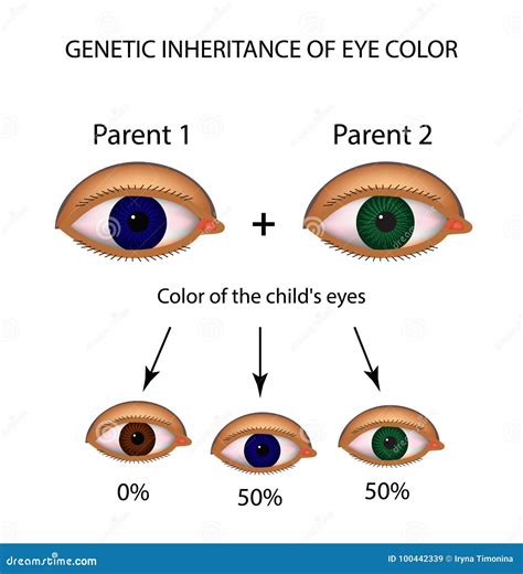 Inheritance Of Human Blood Group B Infographic Diagram Example Alleles ...