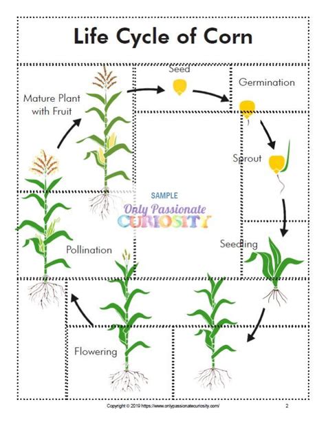 All About Corn : Life Cycle Unit Study | Life cycles, Life cycles preschool, Plant life cycle