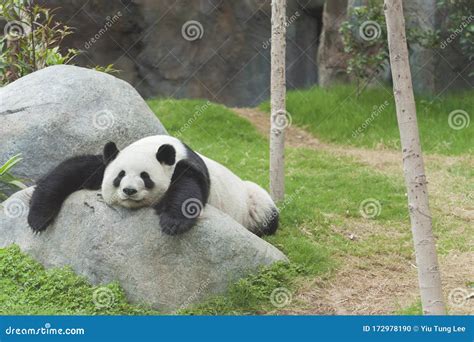 Panda bear stock photo. Image of asian, hongkong, color - 172978190