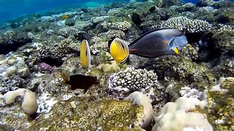 Snorkeling a Sharm el Sheikh - YouTube