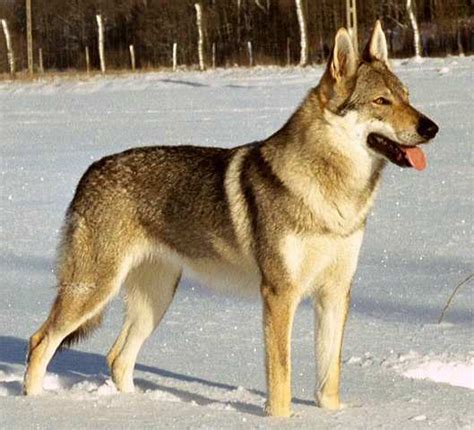 Kunming Wolfdog Breed Guide - Learn about the Kunming Wolfdog.