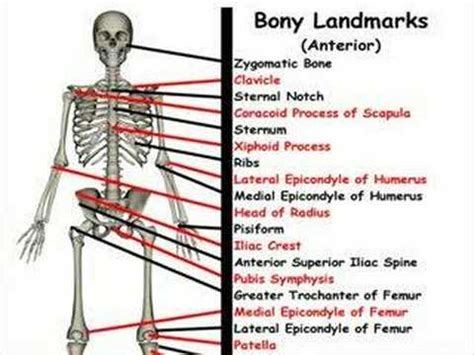 Anterior Bone Landmarks - YouTube