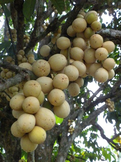 Langsat (Lansium domesticum) - A tropical fruit tree grown mainly in ...