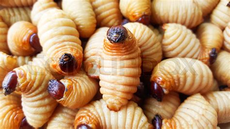 sago worm, larvae from the red palm weevil | Stock image | Colourbox