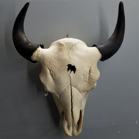 Bison Skull (SALE) – SkullStore Inc.