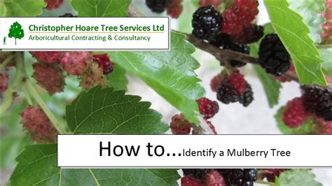 How to identify a Mulberry tree - YouTube