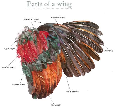 Types of Chicken Feathers: A Guide to Markings & Patterns - Hobby Farms